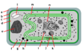 Estructura d'un cianobacteri.