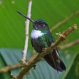 female C. t. fulgidigula Ecuador