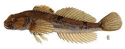 Cottus cognatus