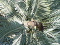 Melsvalapis galvonis (Encephalartos lehmannii)