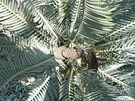 Εγκεφάλαρτος ο λεμάνειος (Encephalartos lehmannii).