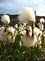 Eriophorum angustifolium is a species of sedge in the plant genus Eriophorum.