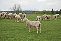 Est à laine mérinos (Francie 2012)