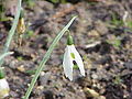 Galanthus elwesii