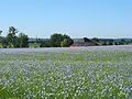 Field of flax in flower