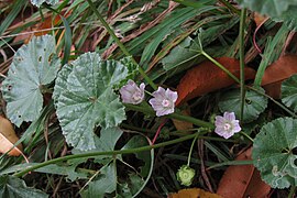 Malva neglecta, 2020-10-21, Beechview, 01.jpg