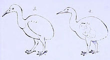 A line drawing of two flightless birds, each with an ovoid body, long neck and pointed bill