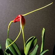 Masdevallia calura