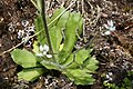 Saxifraga ferruginea