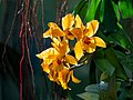 Image 29Cattlianthe Gold Digger ‘Orglade's Mandarin’ orchid