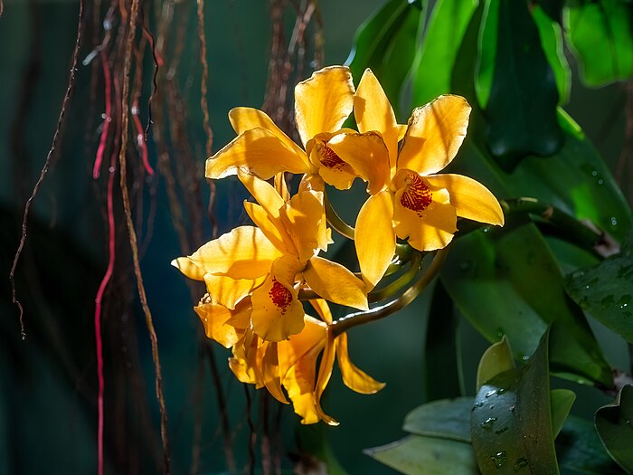 x Cattlianthe orchid