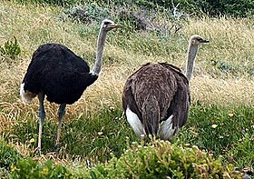 Macho (esquerda) e fêmea de avestruz.