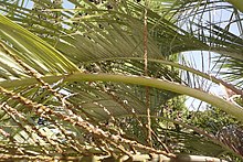 The petiole of the leaf bearing substantial teeth along its margins.