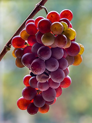 Pinot Gris grape. Focus stack of 12 receptions