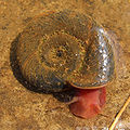 Posthornschnecke, Planorbarius corneus