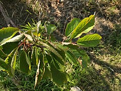 Prunus avium 95514154.jpg