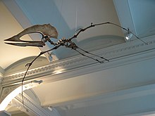 Skeleton posed in flight near the ceiling of a large room