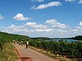 La route du Rhin entre Worms et Mayence.