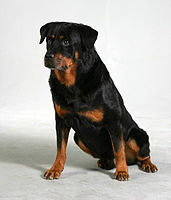 Anjing Rottweil berusia 10 tahun