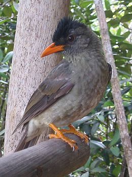 Seišėlių biulbiulis (Hypsipetes crassirostris)