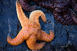 Pisaster ochraceus (Asteriidae)