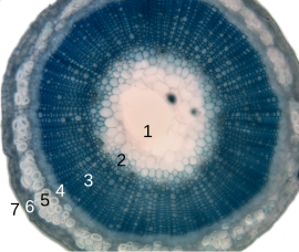 Dwarsdoorsnede van een vlasstengel (tweezaadlobbige). 1=merg; 2=primairxyleem; 3=xyleem; 4=floëem; 5=sclerenchym (de vezel); 6=primaire schors (cortex); 7=epidermis