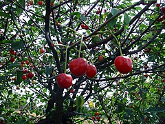 Cherry Prunus cerasus