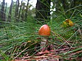 2a ein ScheidenStreifling - er ist zwar sehr orange, tippe aber trotzdem auf den Rotbraunen - Amanita fulva Amanita fulva