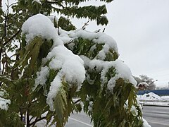 2015-05-07 07 47 05 New green leaves covered by a late spring wet snowfall on a Freeman's Maple on Silver Street in Elko, Nevada.jpg