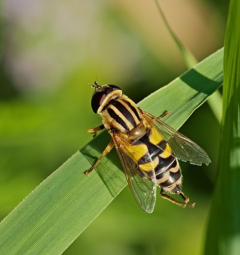 Самка мухи-журчалки Helophilus trivittatus