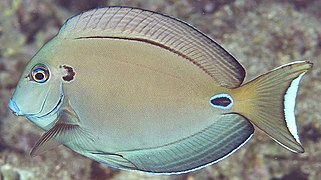 Acanthurus tennentii