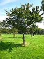 Specimen in the Arboretum de Chèvreloup in Rocquencourt