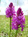 Anacamptis pyramidalis à Charmes-la-Côte, dans une prairie