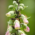 * Nomination: Ants cultivating afids on Purple Foxglove. --NorbertNagel 09:18, 9 June 2012 (UTC) * * Review needed