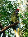 Eating at Disney's Animal Kingdom, Florida