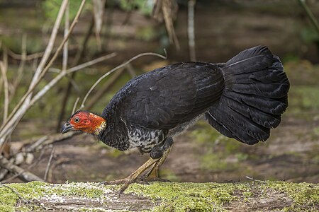 Australian brushturkey, female, by Charlesjsharp