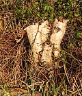 Thumbnail for File:Berkenstobbe (Betula) aan slootkant. Locatie, Natuurterrein De Famberhorst 02.jpg