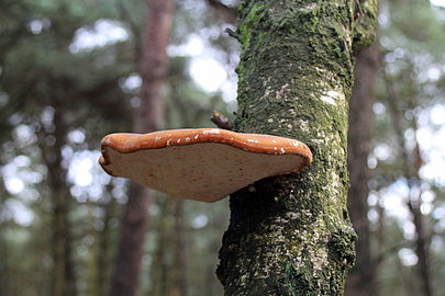 Berkenzwam (Piptoporus betulinus)