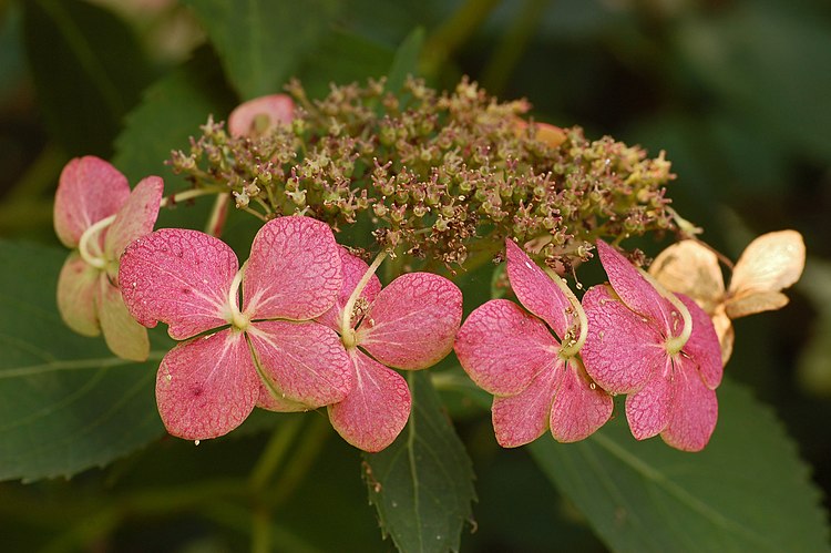 Соцветие крупнолистной гортензии (Hydrangea macrophylla)