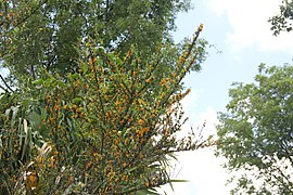 Brya Ebenus (Jamaican Rain Tree, Jamaican Ebony) (28591770550).jpg
