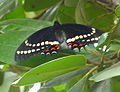 Borboleta suga néctar em flores de guanandi. São Paulo-SP