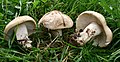 Calocybe gambosa (Lyophyllaceae)