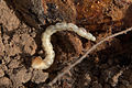 Capnodis tenebrionis, larva