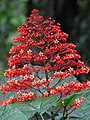 Květenství Clerodendrum paniculatum