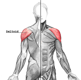 Plaats van de musculus deltoideus