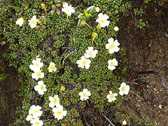 Diapensia lapponica01.jpg