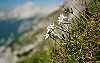 Edelweiss am Hang