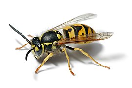 Vespula germanica (Hymenoptera)