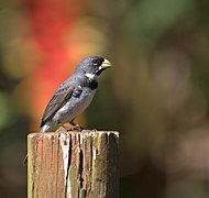 Flickr - Dario Sanches - COLEIRINHO (Sporophila caerulescens) (3).jpg