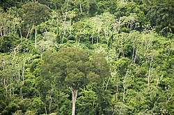 Foto area della foresta del dipartimento di Santa Cruz (2009)